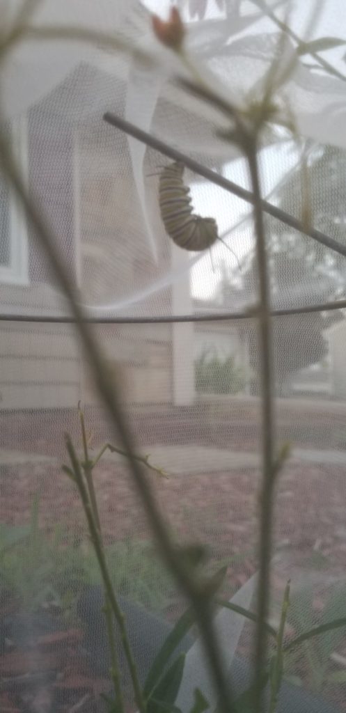 Monarch Caterpillar Hanging in "J"