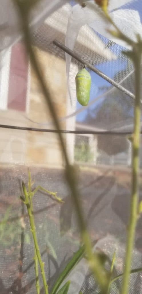 Monarch Caterpillar in its Chrysalis