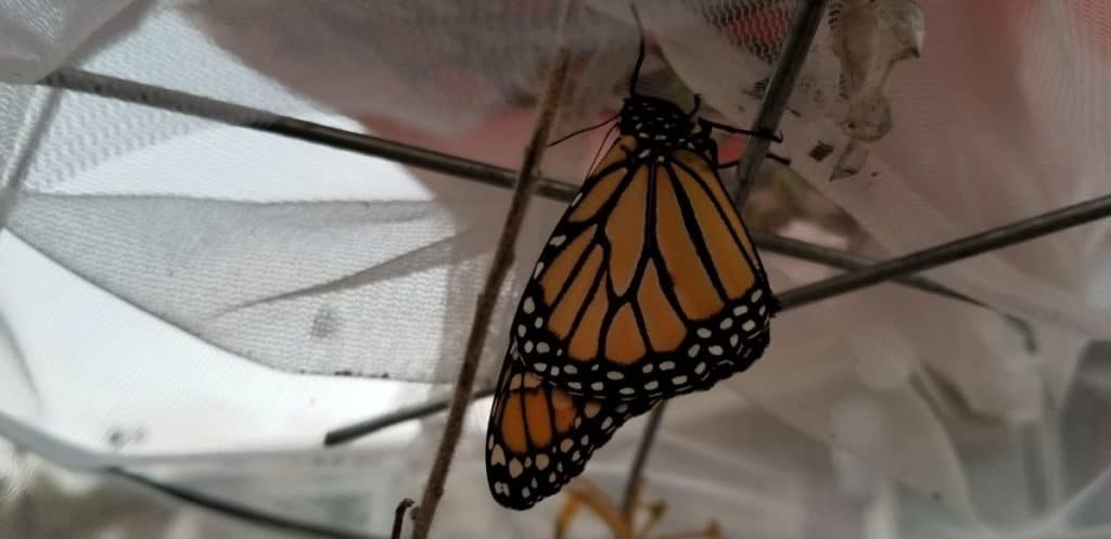 Monarch Butterfly Drying its Wings