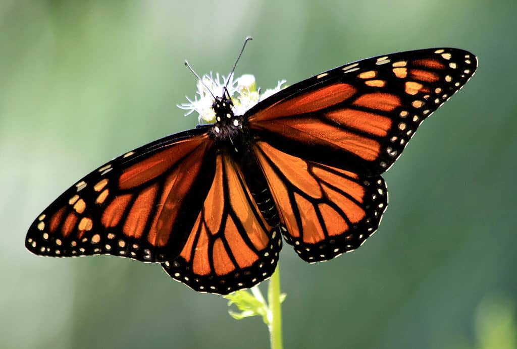 Female Monarch Butterfly 