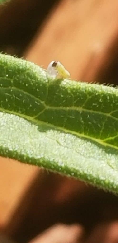 Monarch Caterpillar Eating its Egg