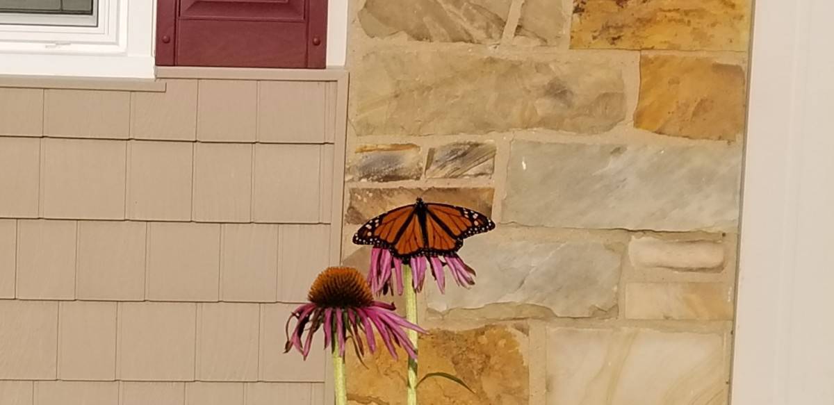 Monarch Butterfly in our garden