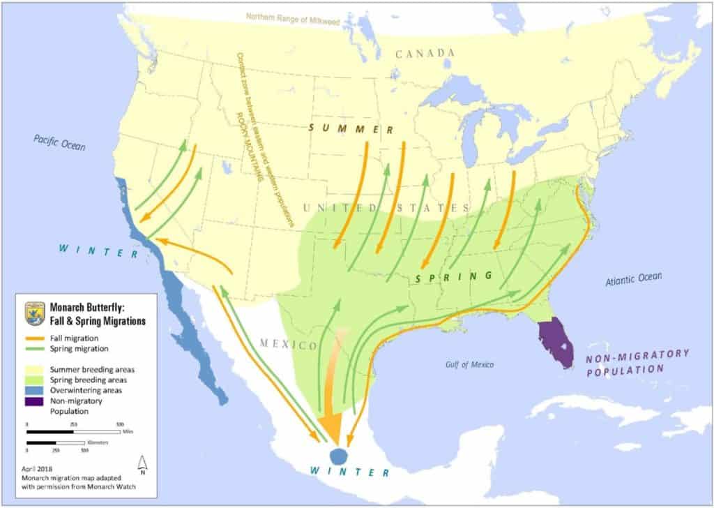 do-all-monarchs-migrate-to-mexico-for-winter-saving-the-monarch