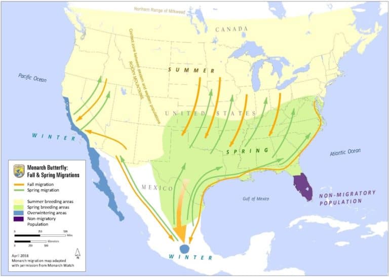 Do All Monarchs Migrate to Mexico for Winter? – Saving the Monarch