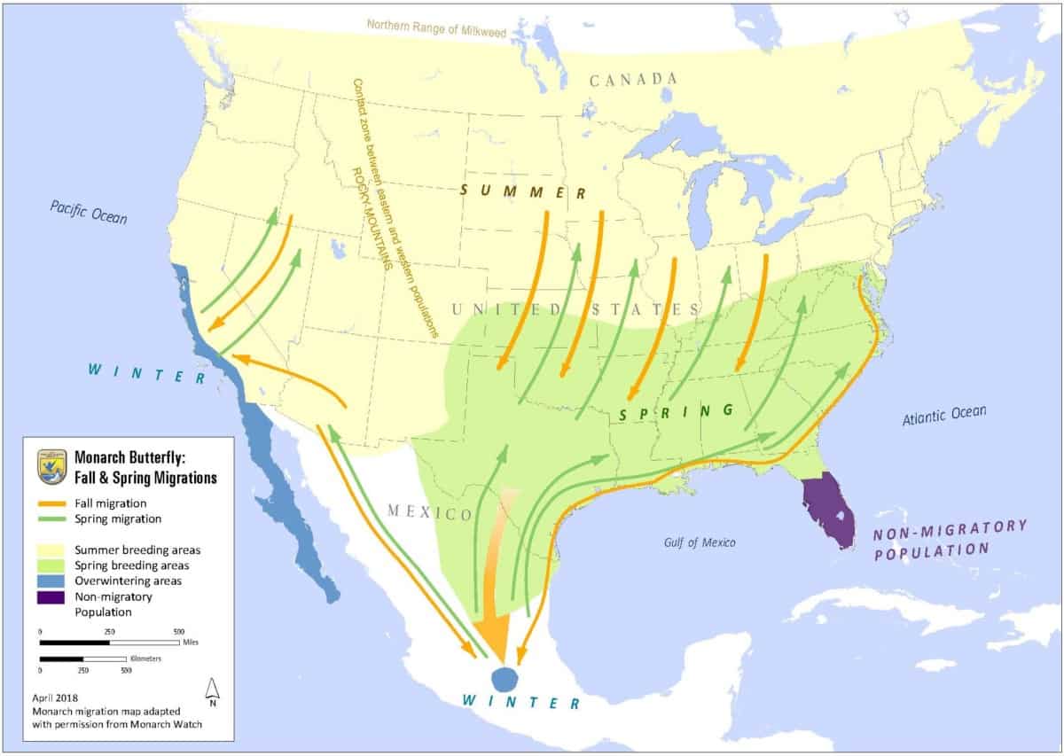 dallas-trinity-trails-2013-monarch-butterfly-migration