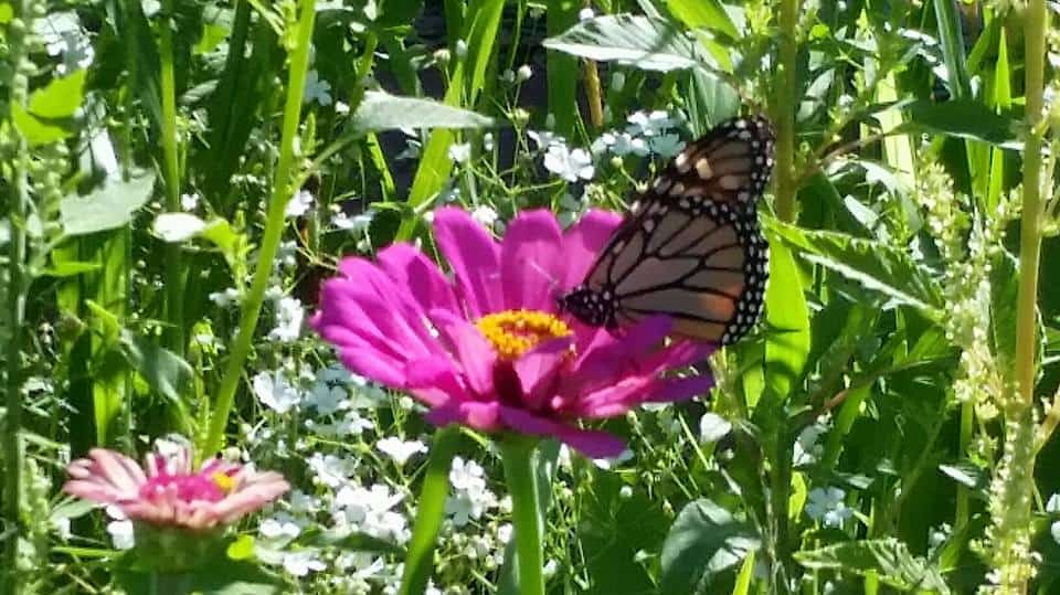 Monarch butterfly drinking nectar