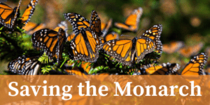Saving the Monarch Logo